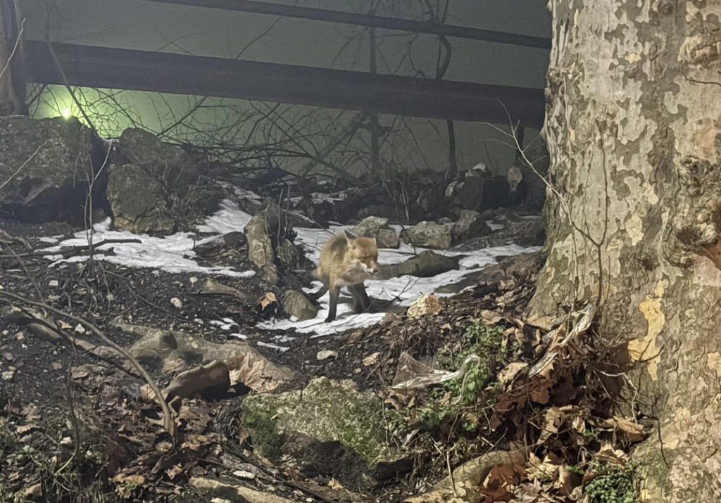 KONJIC Zima izvela divlje stanovnike bliže gradu